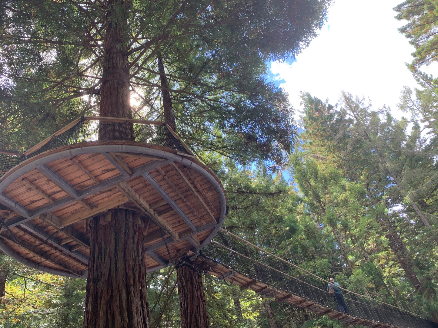 New Zealand - Redwood Tree Walk