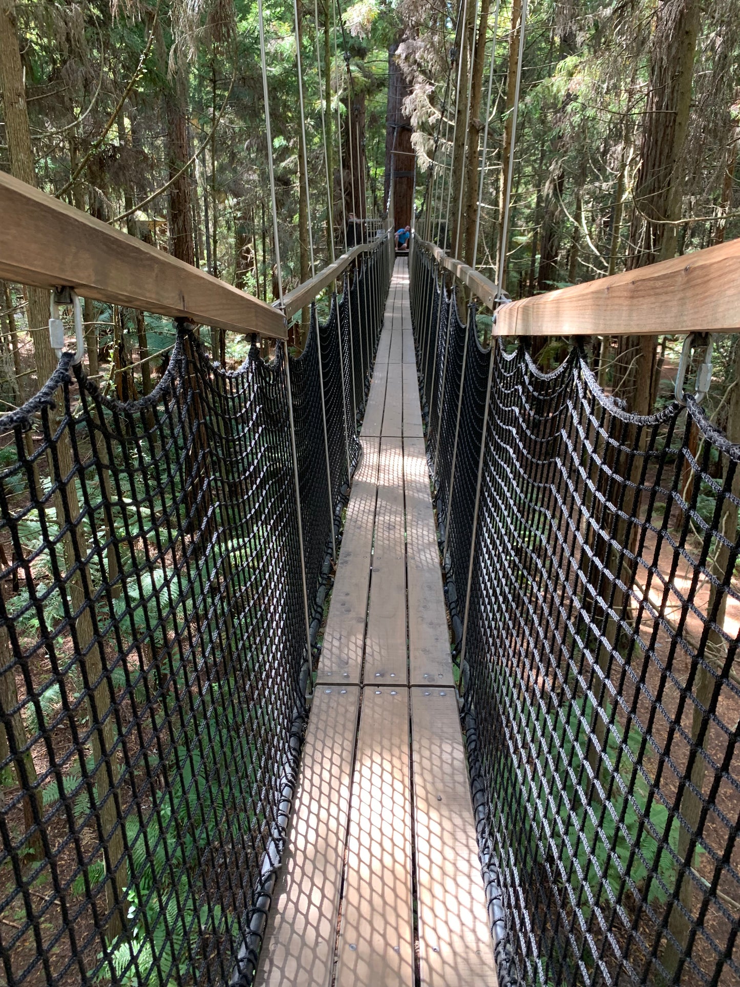 New Zealand - Redwood Tree Walk