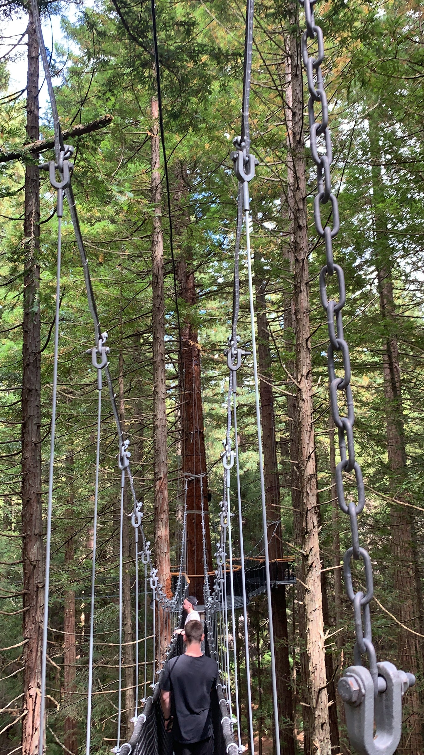 New Zealand - Redwood Tree Walk