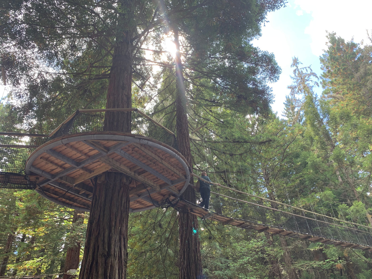 New Zealand - Redwood Tree Walk