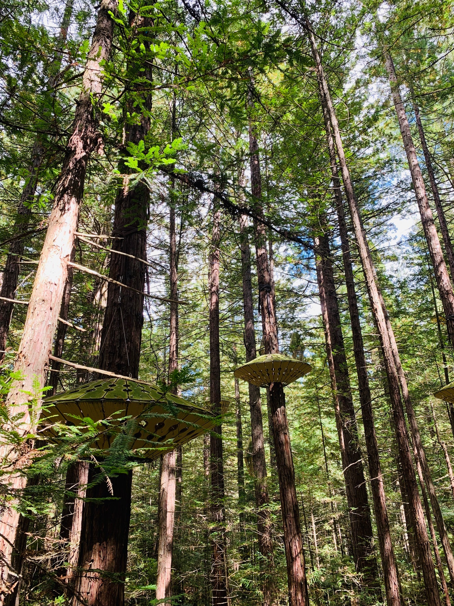 New Zealand - Redwood Tree Walk