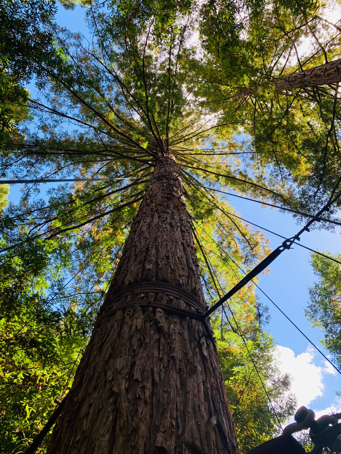 New Zealand - Redwood Tree Walk