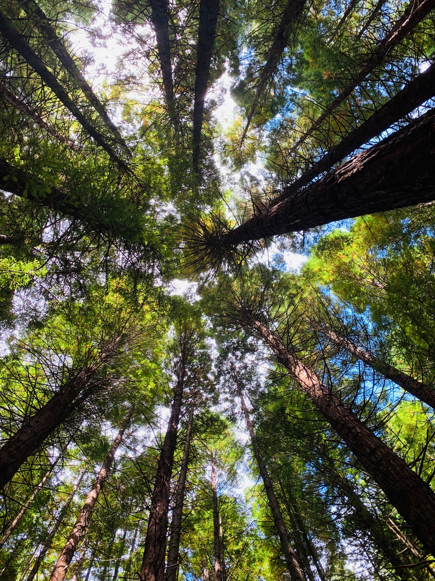 New Zealand - Redwood Tree Walk