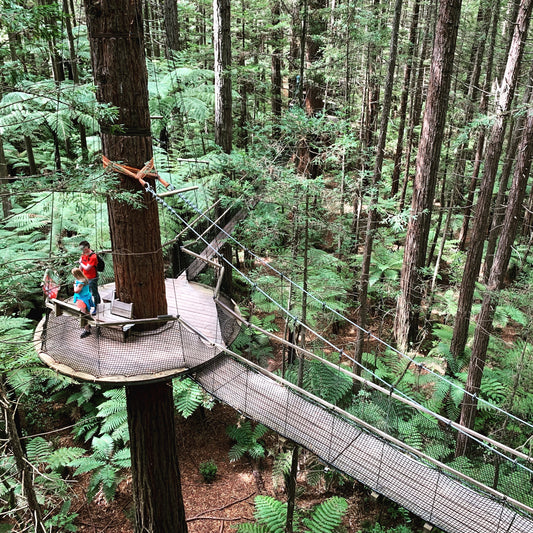 New Zealand - Redwood Tree Walk