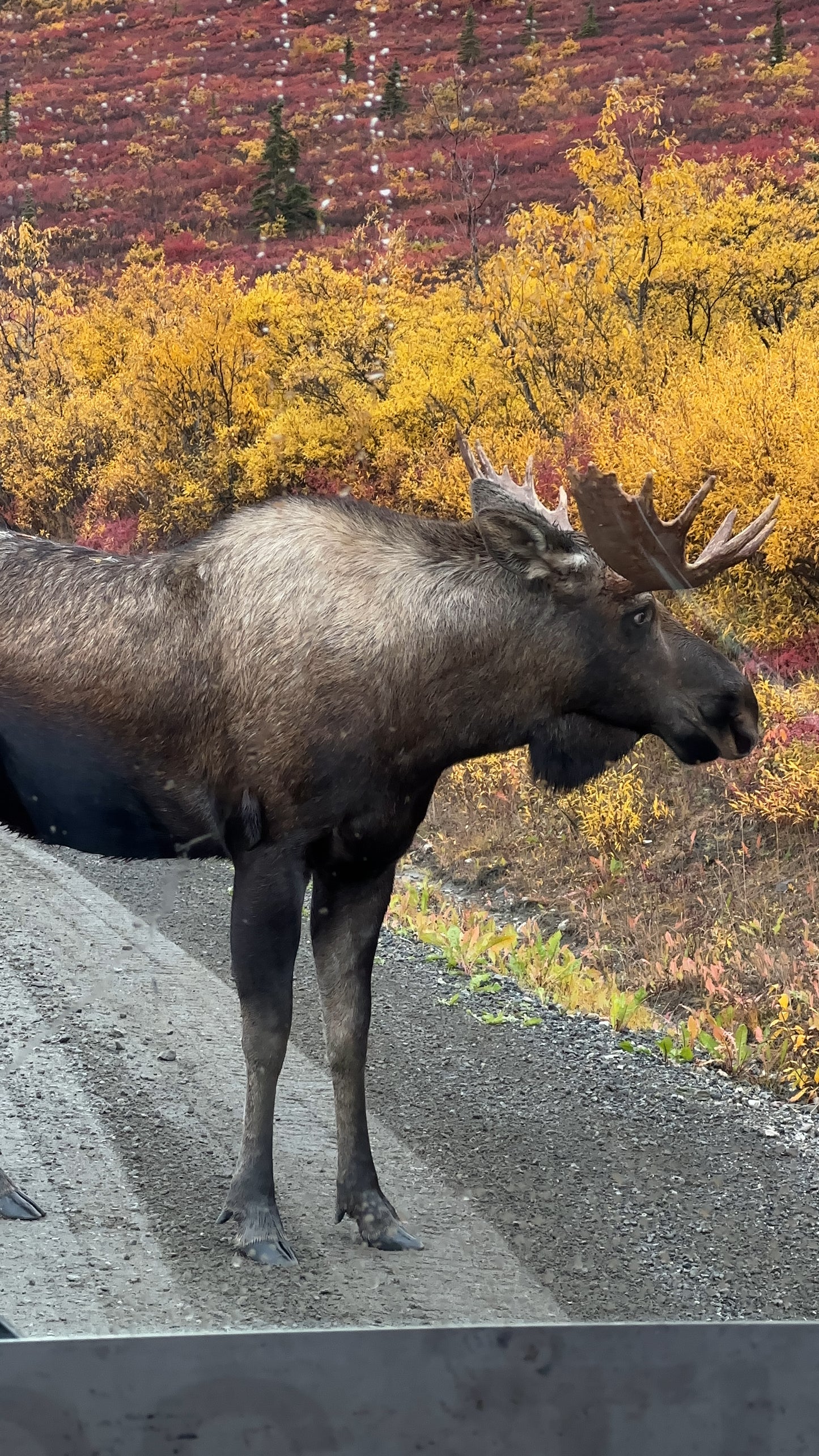 Alaska Unleashed: Fall’s Wild Symphony