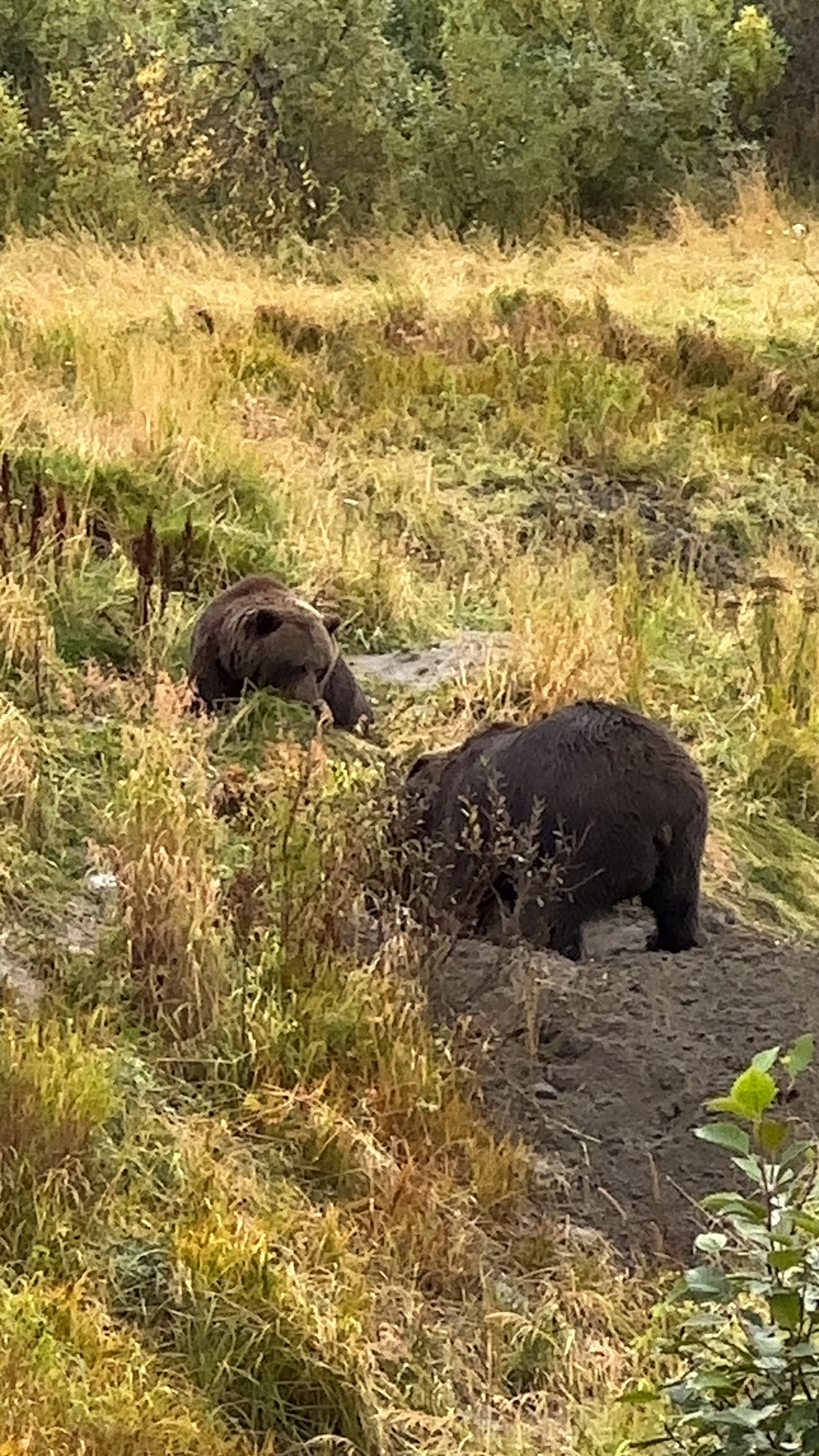 Alaska Unleashed: Fall’s Wild Symphony
