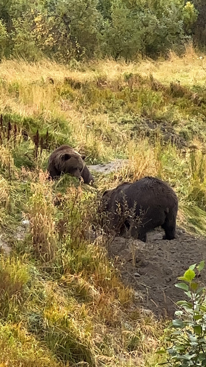 Alaska Unleashed: Fall’s Wild Symphony