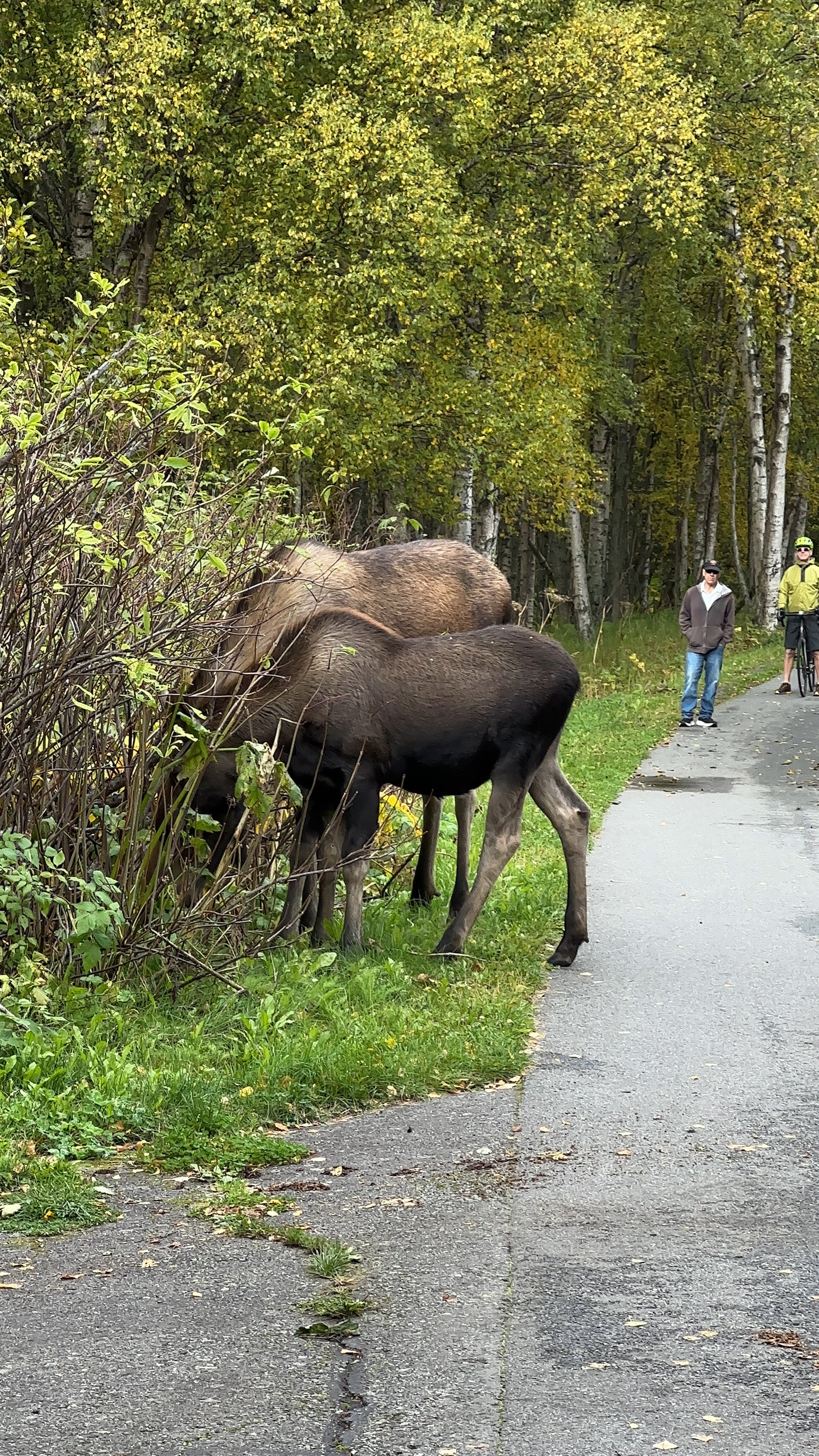 Alaska Unleashed: Fall’s Wild Symphony