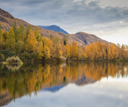 Alaska Unleashed: Fall’s Wild Symphony