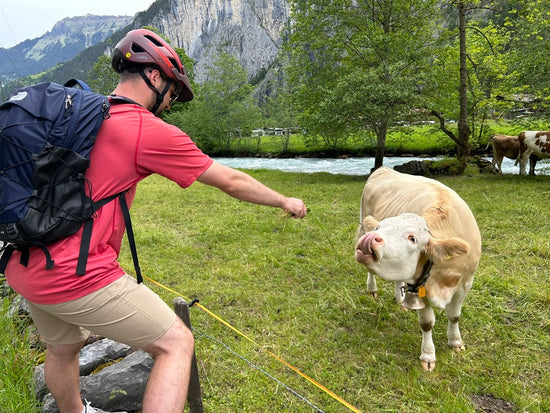 Hanging Out with Swiss Cows
