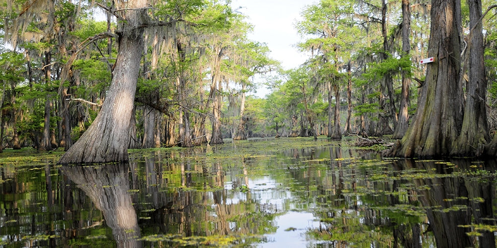 Swamp Tour